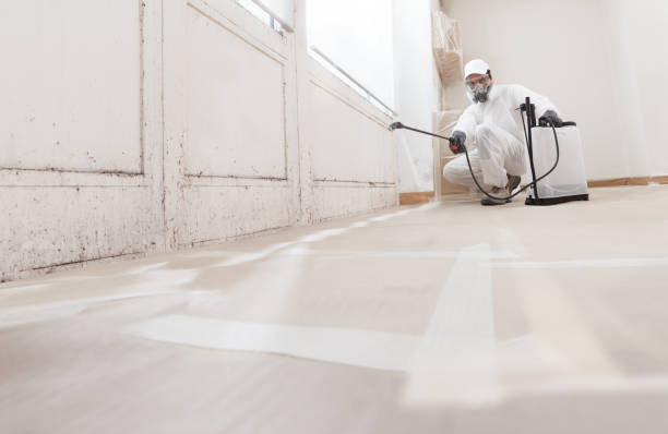 24/7 Emergency Black Mold Remediation experts in Prudenville, MI