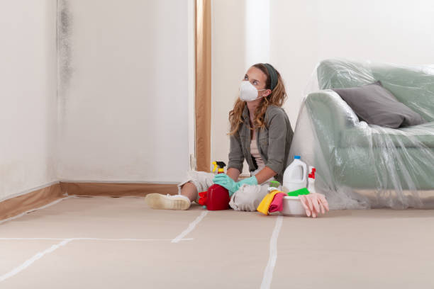 Reliable Black Mold Remediation contractor in Prudenville, MI by 24 Hour Mold Removal
