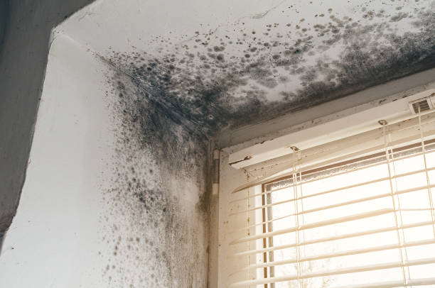 Affordable Black Mold Remediation solutions in Prudenville, MI